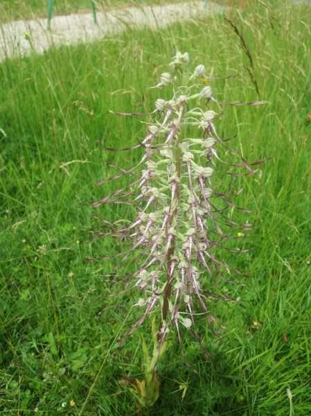 TRESORS DE MON JARDIN. Orchidée Orchis Bouc vue 2. Dominique Monchaux